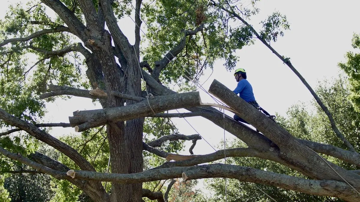Professional Crown Thinning performed by certified arborists in Neihart