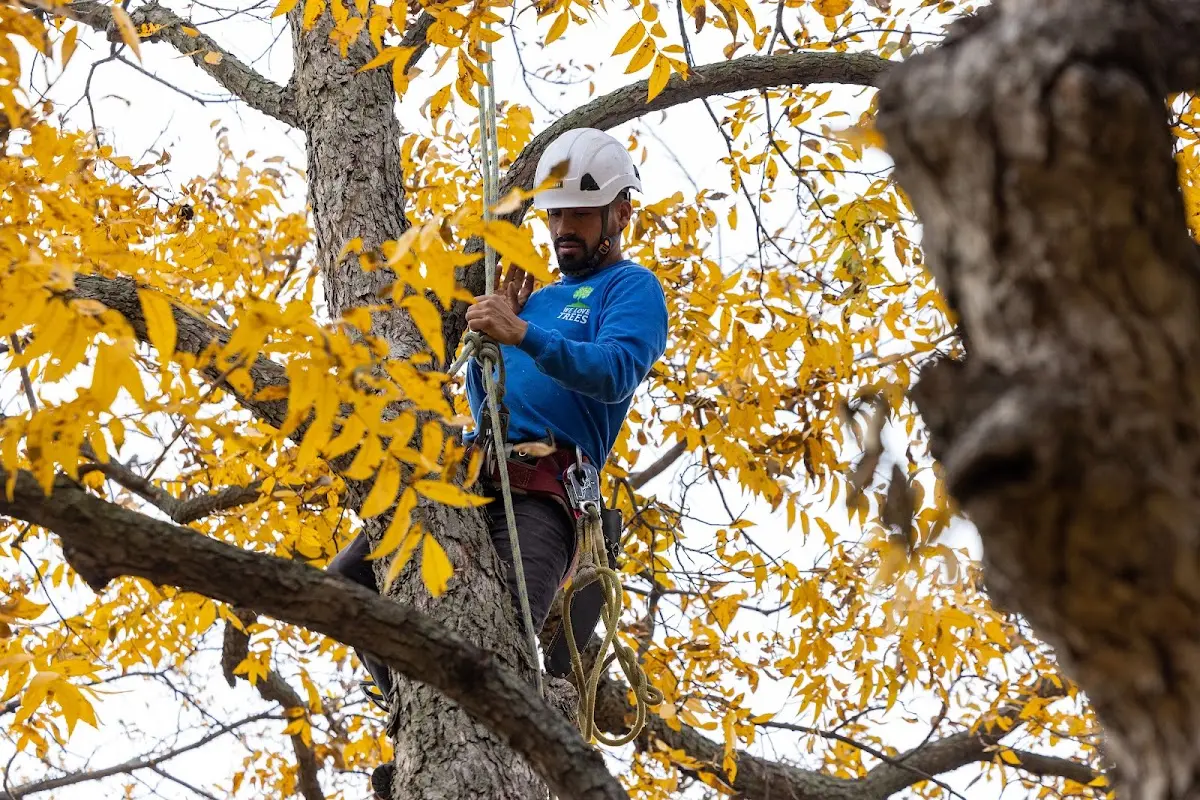 Skilled Tree Transplanting crew working in Neihart